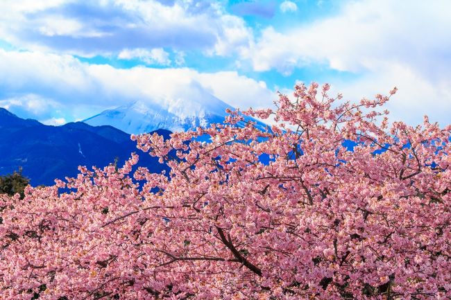 仕事で何回か中部関西方面に新幹線で行った。<br />その時にいつも神奈川県松田町を車窓から眺めている・・。<br />自分的にはああいう風景が好きです。<br /><br />そして、最近河津桜っぽい花が既に松田町で咲いているのに車窓から気がつきました。今年はもう一度伊豆に行こうか迷っていたところだったので、偶々起きた土曜日が晴天だったこともあり、思わず車のハンドルを握りしめ、松田町にドライブに行って来ました。<br />宜しかったらご覧ください。