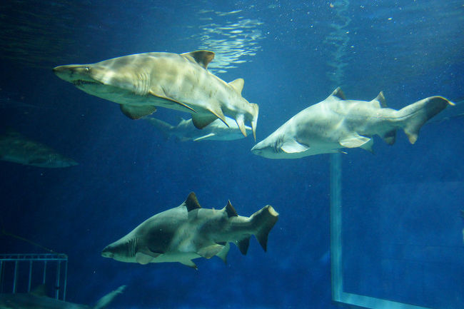 あんこうシーズン真っただ中の2月上旬。<br />夕食のお店を予約し、水族館の招待券を握りしめ、友人とふたり特急に乗って大洗へ日帰り旅行してきました。<br /><br />今ココ→出発→水族館<br />　　　　昼食→イルカコース（http://4travel.jp/travelogue/11214804）<br />　　　　夕食→帰宅（http://4travel.jp/travelogue/11216890）