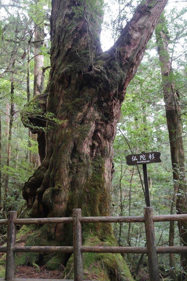 屋久島の旅行雑誌で、ヤクスギランドが比較的楽にいろいろな立派な木々が見られると書いてあるので、１時間程度のルートを選んで歩くことにした。昨日の白谷雲水峡よりアップダウンがはるかに少なく、道も木道でよく整備されていた。<br />選んだ５０分コースプラス荒川橋で仏陀杉、千年杉、双子杉、くぐり栂等見ごたえのある木々と出逢えることが出来た。また苔むした倒木の森にも出会えた。<br />退屈かもしれませんが、同じような写真を沢山アップさせていただきました。仏陀杉のような立派な杉も見事ですが、若い杉や名前を知らない木々が適当な間合いで茂っている森そのものに癒されました。<br />道沿いに広がる苔むした空間に「もののけ姫」の世界に少し引き込まれる思いでした。<br />１２月なのに２０度近くある暖かさに、シーズンオフとは思えない、喜びを感じました。