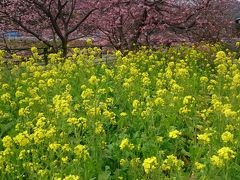 河津桜