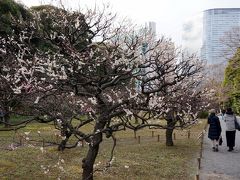 浜離宮の梅と菜の花　2017