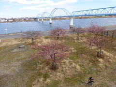 市川で桜（妙典の河津桜）２０１７