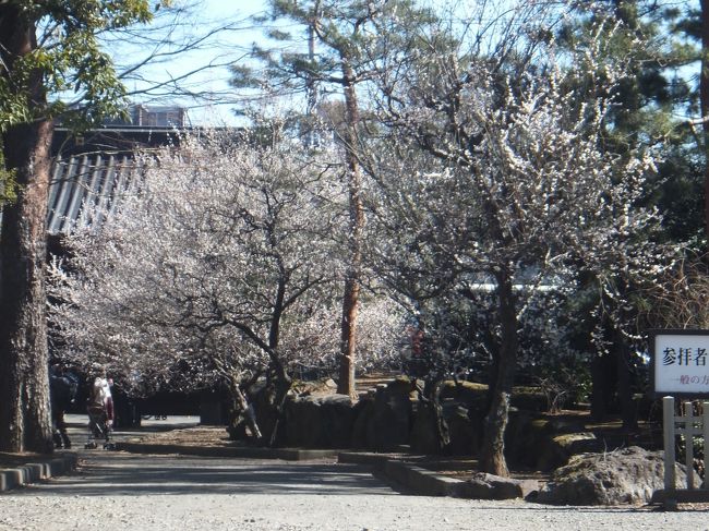 世田谷城阯公園に行った後は豪徳寺と世田谷八幡等に行きました。