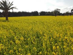 「田原・伊良湖」　絶景の蔵王山ともうすぐ満開の菜の花まつりと伊良湖岬に行く旅