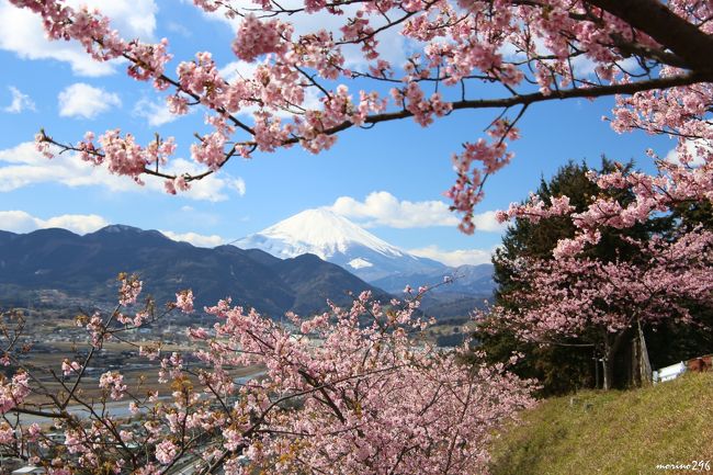 毎年楽しみにしている松田山の桜がもう満開となりました。<br />北日本や日本海側では大雪のようで、被害に遭われた方にはお見舞い申し上げます。<br />こちらでは平年よりも早く河津桜が見頃を迎えました。<br /><br />第19回「まつだ桜まつり」は2月11日~3月12日まで開催されていますが、最後まで花は持つのでしょうか?<br />お出掛けになる場合はお早目に行かれることをお薦めします。
