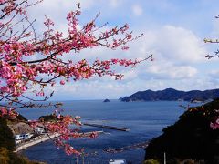 つくみ四浦半島の河津桜はもうすぐ満開