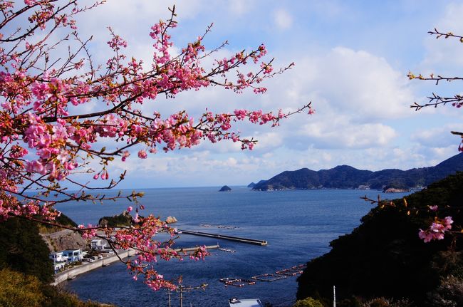 大分県津久見市の四浦半島では十数年前から河津桜を植樹し、今では4600本ほどあるそうです。広い範囲に分散されているし、まだ木も大きくないので豪華さはこれからだと思いますが、一足早い春の訪れを感じさせてくれます。お祭り期間の1日前に人が混まないうちに観てきました。今期、最大の寒波が到来とのことで、小雪がときたま舞い散る寒い日でした。桜は5分から7分咲きといったところでしょうか。来週（2月18日）頃が最高でしょう。<br />