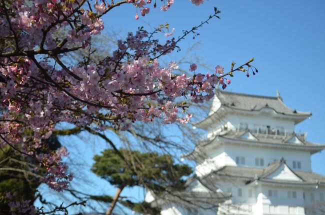 近くにありながら一度も訪れた事の無い小田原城でした。<br />最近リニューアルオープンとの事で伊東温泉へつかりがてら訪れてみました。<br />天気も良くお城も白く輝き、ピンクの花も色づき始めそろそ春の訪れですね。お城に近づくと三角マークの北条氏の印。<br />秀吉の命に素直に従えず籠城するも、一夜城の出現でおののいた家臣達は逃げて行くあり様。<br />結局、自害し北条氏の滅亡とは、戦国時代の悲しい結末。<br />現代では考えられないやりとりです。小田原城と一夜城、それから山中城跡を見学してみました。<br />なかでも山中城跡の堀には感服致しました！