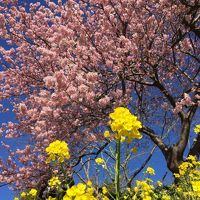 みなみの桜と菜の花まつり