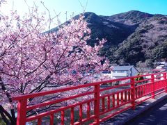 河津桜 平日に見に行く　それでも混んでいた。