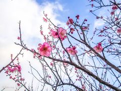 瀬戸内海が　一望できて　梅の花も　咲いていた～　　御津まつり　！！カキフライも美味しい！