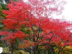 201111四国旅行 二日目【愛媛県(四国カルスト、面河渓)】