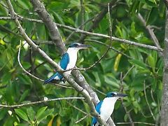 酉年　シンガポールで探鳥三昧シニアの旅　その４