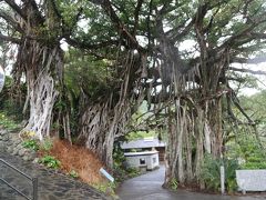 屋久島最大の中間ガジュマルに立ち寄る