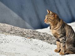 ねこ島