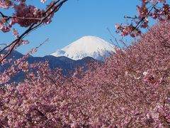 神奈川の花見山　あぐりパーク嵯峨山苑とまつだ河津桜・曽我梅林