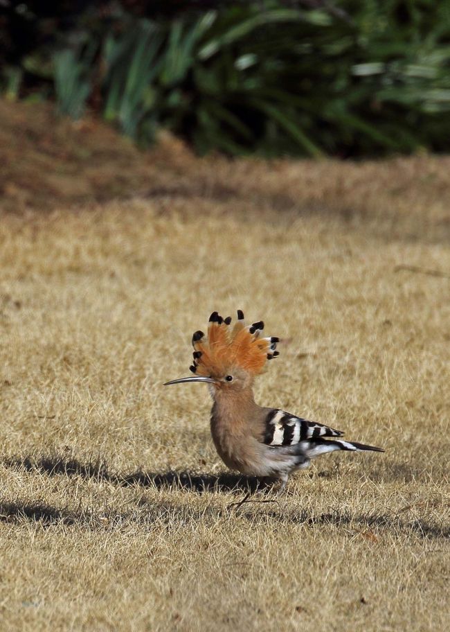 館林市のツツジで有名な公園周辺に関東では珍鳥のヤツガシラが来訪<br />情報をいただいてから数日経過、連日カメラマンの数が半端じゃなく平日のこの日も１５０人を超えました<br />ヤツガシラ君は４－５ヶ所のポイントに出没するようでギャラリーはある程度分散していました<br />場所によって撮りにくい場所や同じポイントでもカメラの位置で運不運が分かれてしまいます<br />私に関しては特徴の冠羽が立った瞬間も撮影できラッキーでした<br />そんなヤツガシラと遊んだ一日でした<br />この撮影中に大阪にいる長女が出産、孫が誕生したとの朗報が入りました<br />孫は３人目ですべて男子です<br />母子ともに異常なしとのことで先ずはほっとしています<br />