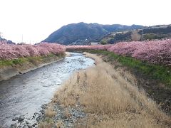 2017年雛の吊るし飾りまつり＆河津さくらまつり日帰り観覧の旅（後編）            