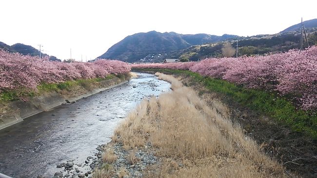 　ご覧戴きましてありがとうございます。<br />　2017年２月12日の日曜日、静岡県伊豆地方（東伊豆）に位置する東伊豆町で開催されている「雛の吊るし飾りまつり」と同じく静岡県伊豆地方に位置する河津町で開催されている「河津さくらまつり」を見に行ってきました。<br />　そのうち前編では伊豆稲取までの移動の様子と雛の吊るし飾りまつりを観覧した時の様子を紹介しました。後編では河津桜を楽しんだ時の様子を中心にご覧戴きます。<br /><br />