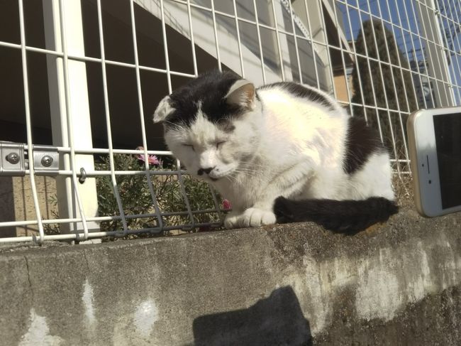 東京へは何度も行っているけどテレビで見て行ってみたかった場所。猫が大好きな私はワクワクしていきました。おいしいものもいっぱいありそうなのでちょこちょこと買いながらぶらぶらしました。<br />が、ねこちゃん1匹しかいませんでした。ショックです。夕方に行ったらもう少したくさんの猫に会えたかなと思いましたが、猫グッズのお店もあり結構満足しました。もち猫の肉球チョコやステイックケーキもありました。<br /> 修学旅行の学生もいて 100円以下の揚げ物の食べ歩きもなかなかでした。
