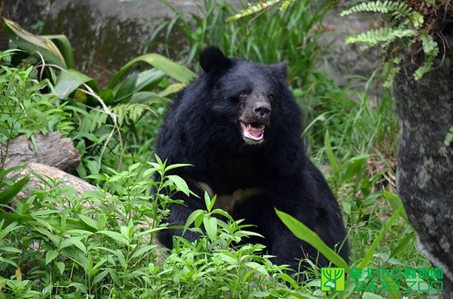 園内では400種類以上の動物が飼育されています。