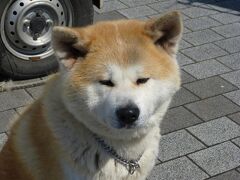秋田犬まつり　in　函館
