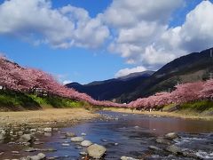 "河津桜まつり"を見に♪