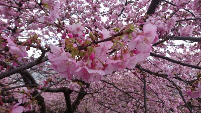 ピンクの河津桜