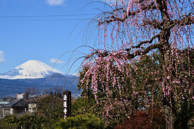 ほぼ15年ぶりに「曽我梅林」に行ってきました。<br />梅まつり期間中で2月4日～3月5日まで行われています。<br /><br />　曽我の梅林は、別所、原、中河原の各梅林からなり、約35,000の白梅が植えられているという。別所梅林を覗いてきました。<br />　<br /><br />