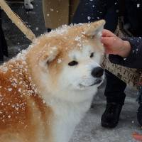 秋田湯沢の犬っこまつり♪10年分ぐらいの雪を見て、１０年分ぐらいの犬っこも見てきたぞ！