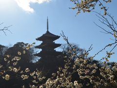 横浜花だより　三溪園の梅　２０１７