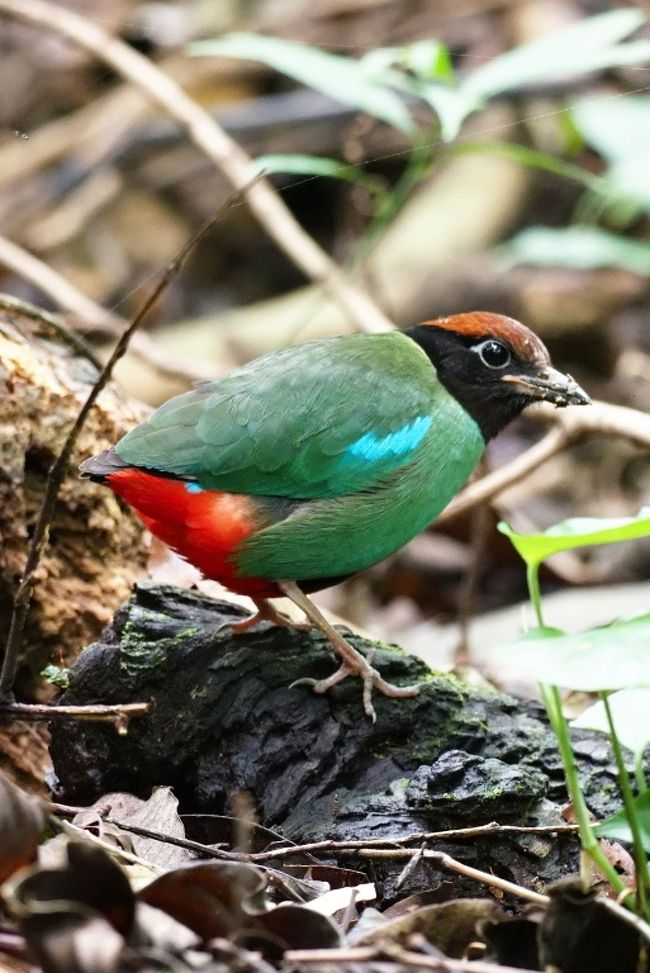 探鳥３日目、そして最終日。午後９時４０分に空港行きのバスがホテルまでピックアップに来ます。<br /><br />前日の長時間雷雨には驚きました。雨上がりの空には大きな笠をかぶった月が･･明日はどうなる？<br /><br />雨ならジュロンバードパークへ、晴れならもう一度植物園にと決めていました。<br /><br />不安な曇り空のなか、植物園に行きました。今日も地元バーダーさんのおかげで珍鳥に出会えました。<br /><br />この鳥はズグロヤイロチョウです。