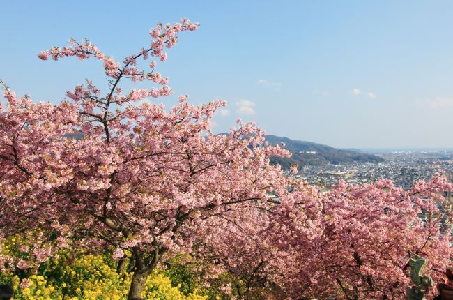今年はすでに満開になっているという松田町の河津桜。毎年テレビで取り上げられるので昨年はじめて行ってみました。天気の良い土曜日、イベントも行われていたため会場は多くの人で混みあっていましたが、満開の桜と菜の花に囲まれ、春を先取りしてきました。<br />ついでにランチは小田原のちょっとお洒落な中華、夕食は鎌倉でシラスや地魚のお刺身をいただき、目も舌も大満足の小旅行ができました。