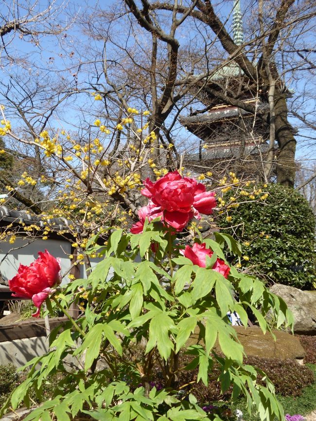 2月4日、上野東照宮「ぼたん苑」へ行きました♪<br />冬の光に艶やかに咲く冬牡丹を優雅に鑑賞しました♪<br />実に4年ぶり♪<br /><br />雪囲いの中に艶やかに咲く冬牡丹。<br />白色、黄色、桃色、赤色、紫色とカラフル。<br />ふさふさの大ぶりなタイプや、小さなタイプも。<br />冬の光を浴びて輝く。<br />蝋梅も満開を迎え、<br />甘い香りが漂う。<br />ゆったりと眺めて♪