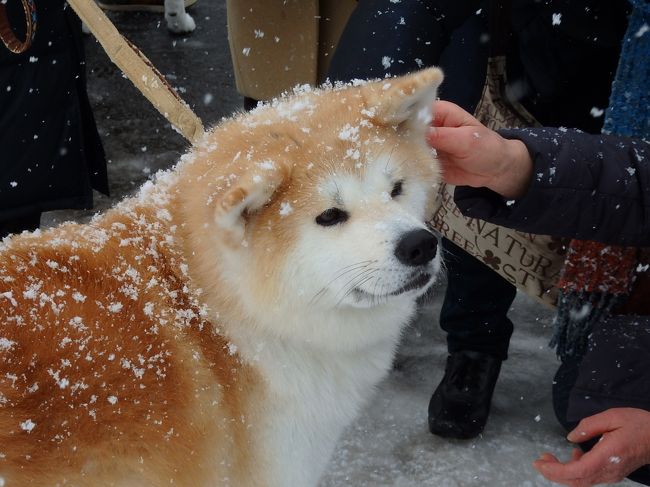 実は去年も行こうと思って計画を立てかけた、秋田湯沢の犬っこまつり。。<br />すべって転んで怪我したらシャレにならないねーー、と断念。<br />その後、忘れていたんだけど、ふと本屋で手にした、たかぎなおこさんの「おまつり万歳！」という本を見て、<br />あまりに楽しそうで、胸が高鳴り、今年は行ってやろうと決めました。<br />（この本に出てくるほかのお祭りも、楽しそうなものばかり・・行きたいなぁ）<br /><br />本によると、去年は暖冬で、完全防寒で向かったら暑かった・・とあったので、<br />あまりいろいろ買い集めるのもなんだなぁ、と思い、まあまあダイジョブそうな格好で出かけました。<br />しかし今年は。。。まさかの雪・雪・雪。。。！！<br /><br />でも、めちゃんこ楽しかったよーーー♪<br />この２日間は、ネコ派の私もすっかり犬犬犬でした＾＾<br />バカみたいにたくさんの犬っこ写真を撮って、、これでもだいぶ削除したんだけど、大量写真になってしまいましたー