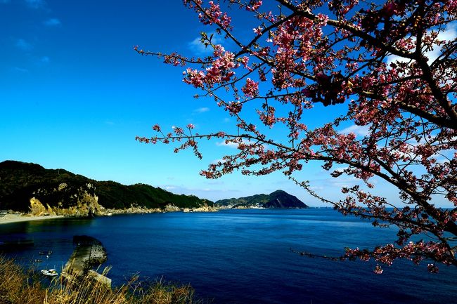 　本場河津町で河津桜の見ごろを迎えたようですが、九州津久見でも見頃を迎えました。<br />  津久見市四浦半島に約4600本の河津桜が植えられており、2月12日から26日まで第５回豊後水道河津桜まつりが開催されています。<br />　雲ひとつない温かい日、本格的な春の訪れを体感してきました。
