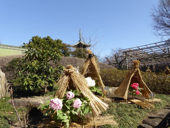 2月4日、上野東照宮「ぼたん苑」へ行きました♪<br />冬の光に艶やかに咲く冬牡丹を優雅に鑑賞しました♪<br />実に4年ぶり♪<br /><br />雪囲いの中に艶やかに咲く冬牡丹。<br />白色、黄色、桃色、赤色、紫色とカラフル。<br />ふさふさの大ぶりなタイプや、小さなタイプも。<br />冬の光を浴びて輝く。<br />冬牡丹の向こうに五重塔。<br />青い空を背景に美しい風景。<br />ゆったりと眺めて♪