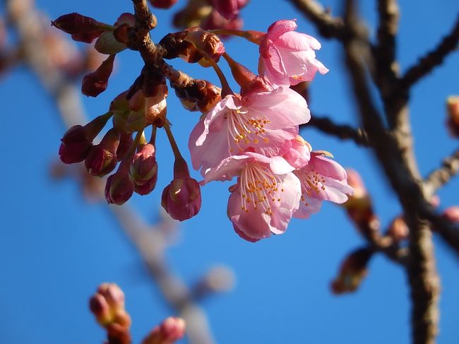 2月15日、久しぶりに暖かい陽気になりふじみ野市の鶴ケ岡中央通りにある河津桜は開花が進んだ。<br /><br /><br /><br />*写真は開花が進んだ河津桜