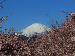 松田山で富士山と花巡り①～西平畑公園・まつだ桜まつり