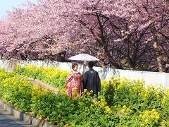 春は三浦半島で；桜まつり！