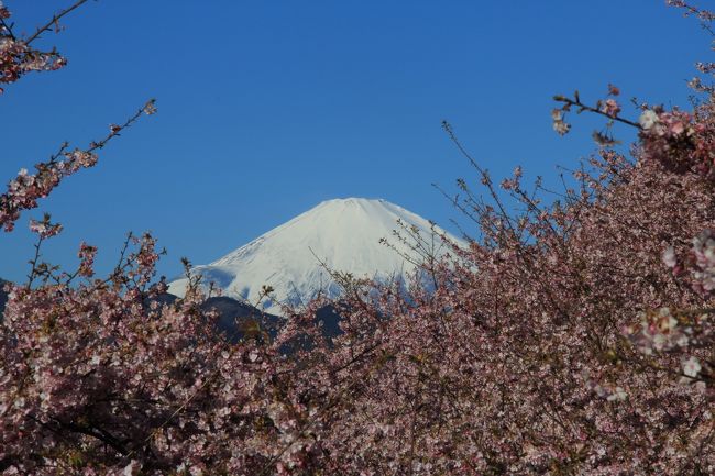 まつだ桜まつりが開催されている西平畑公園の河津桜が見頃の様だし、天気も良さそうなので早起きして松田山を散策しました。<br />快晴のもと富士山と河津桜、菜の花、梅の競演を満喫しました。<br />①西平畑公園・まつだ桜まつり　・・・本旅行記<br />②あぐりパーク嵯峨山苑・菜花まつり<br />③最明寺史跡公園、西平畑公園・桜まつりライトアップ