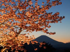 松田山で富士山と花巡り③～最明寺史跡公園、西平畑公園・桜まつりライトアップ