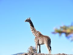 Dynamic TANZANIA！動物の赤ちゃんにたくさん会えたよ～♪      ～Ndutu1日目～