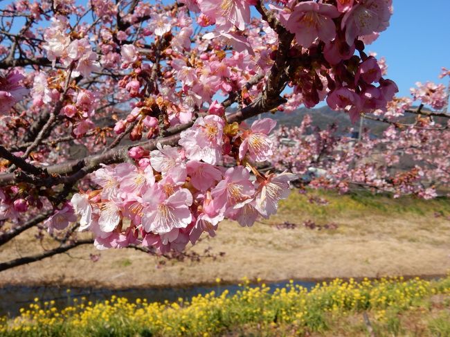 今年は河津桜が早咲きなので、千葉県もそうだろうと鋸南町に慌てていきました。<br />頼朝桜 = 河津桜です<br /><br />頼朝桜まつり<br />http://kyonan-info.jp/kyonan/shosai/index?languageflg=jp&daibunruiflg=030&chiikijohocd=0000000081<br /><br />まあ、なんてダメダメのWebサイトなのでしょうか。<br /><br />とにかく目的地は「道の駅 保田小学校」<br />http://hotasho.jp/<br />です