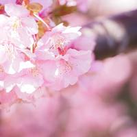 桜と温泉とシャボテン公園！冬の静岡旅