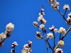 東京・野川沿いを歩いて調布の深大寺と神代植物園～春はもうすぐ