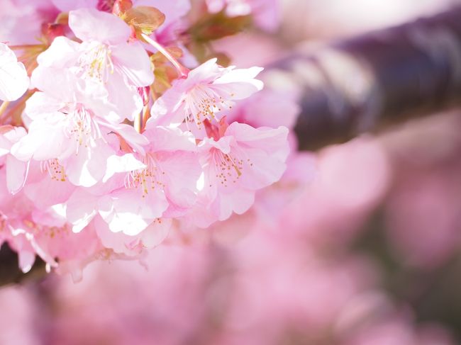 河津桜を見に、２月の静岡へ行きました。<br />例年より桜の開花が早く、2月12日には７分以上咲いていました(*&#39;▽&#39;)