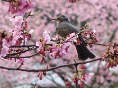 ◎河津桜（4）　2017