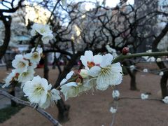 都心から近い2つの梅まつり巡り