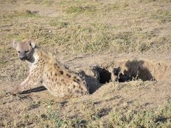 Dynamic TANZANIA！ 動物の赤ちゃんにたくさん会えたよ～♪ ～Serengeti～